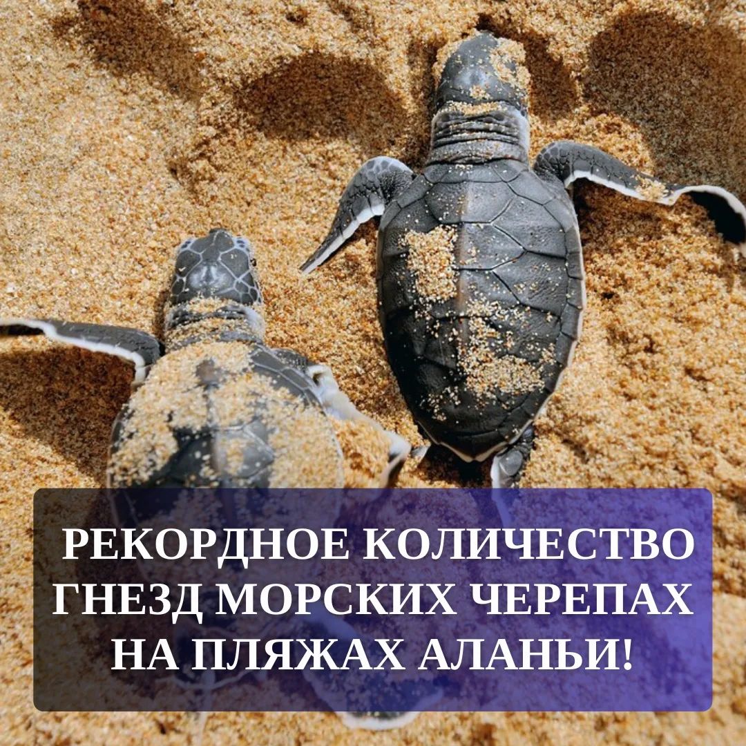Рекордное количество гнезд морских черепах на пляжах Аланьи!